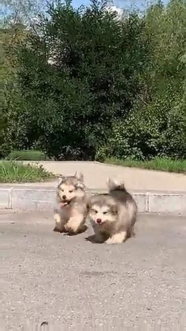 短腿狗狗脸刹下坎,威武的阿拉斯加,小时候居然是这个模样!