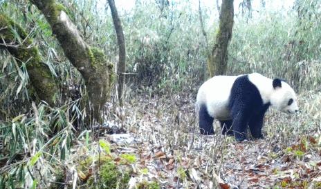 大熊猫国家公园崇州片区又拍到大熊猫啦竟然还不止一只