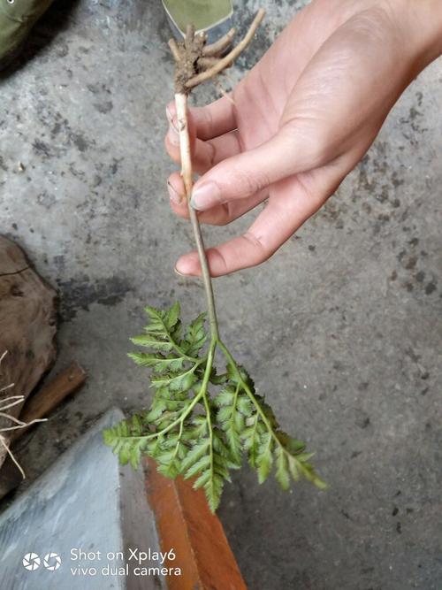 这种草药叫什么名字啊 春天不出苗 冬天才有苗 冬不老