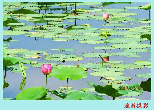 《小池》