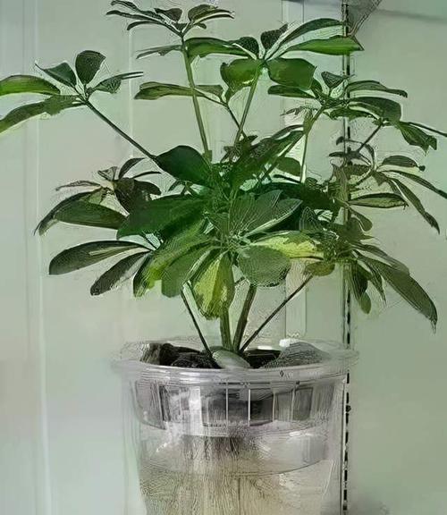 水培养木本植物的方法