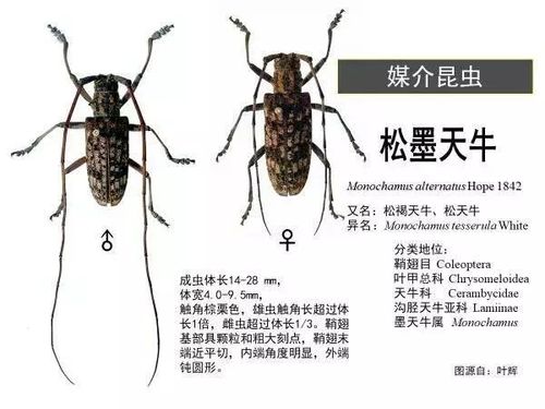 为什么被称为"森林癌症"_天牛