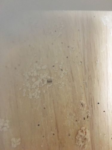 家里木床上有大量成堆的粉末状木屑,还有很多虫眼,不知道是什么虫?