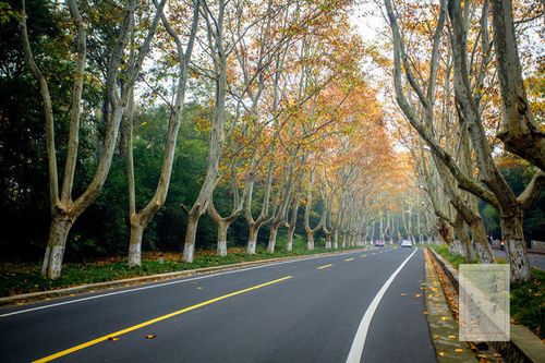 【金陵秋梦】美龄宫,法国梧桐的浪漫
