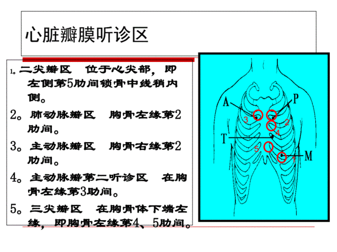 心脏听诊检查(1).pdf 93页