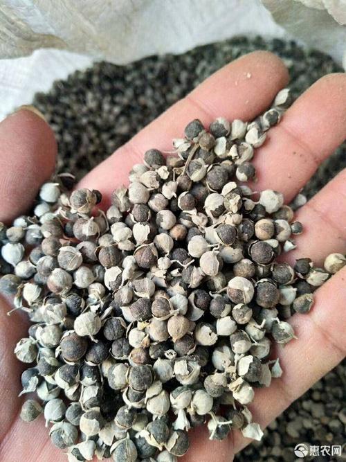 蔓荆子 明贵药材,用处多多