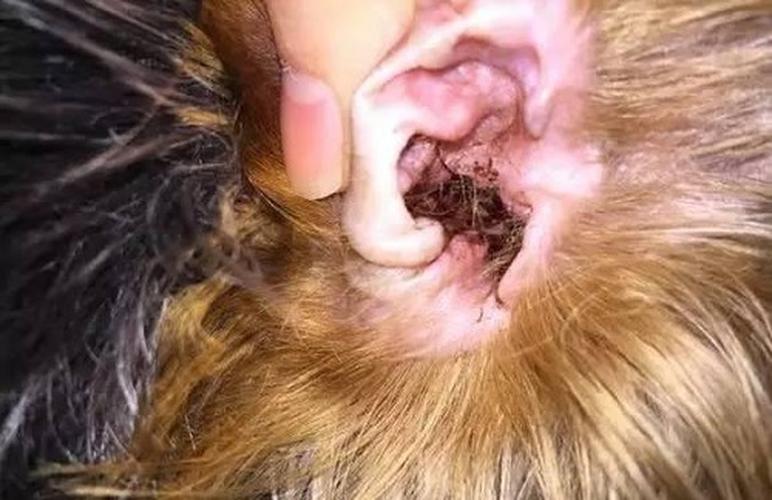 狗狗耳螨影响立耳吗