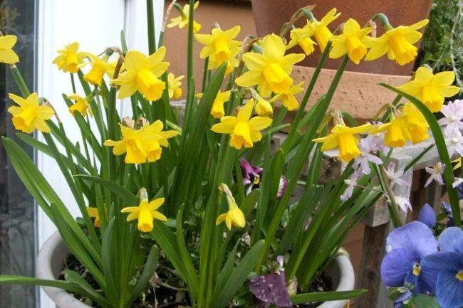 秋季特别适合养水仙花,对比中国水仙和洋水仙,你更喜欢哪种?