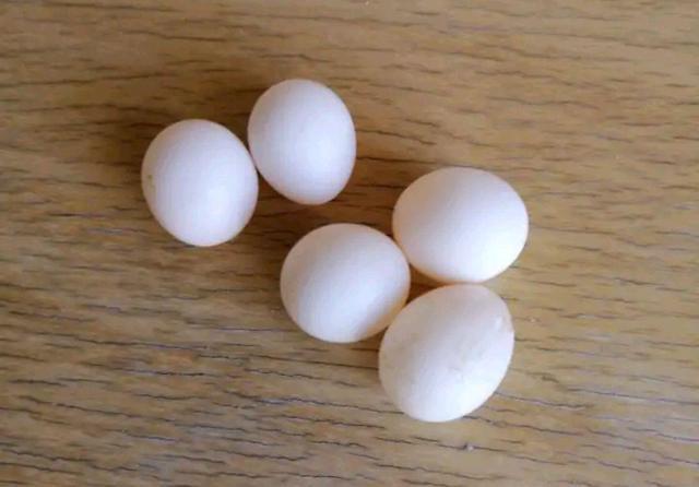 一窝虎皮鹦鹉白蛋