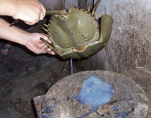 它是盗墓笔记里尸鳖原型,更是一种美味海鲜!鲎!