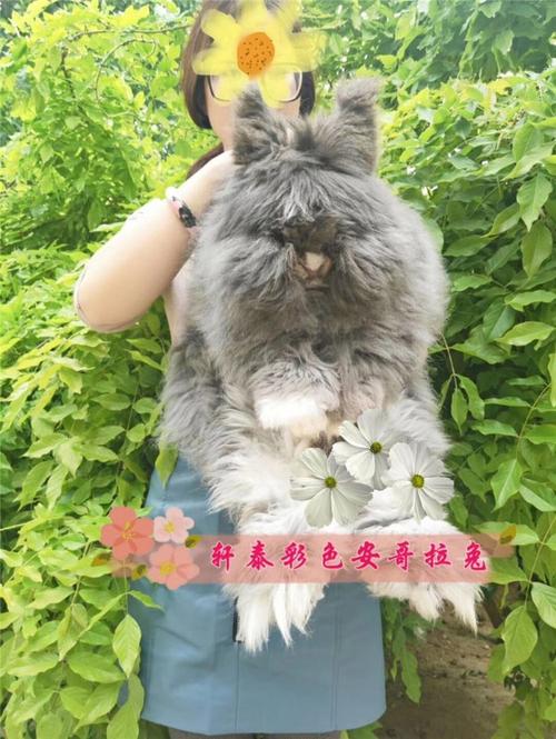 英系彩色安哥拉兔宠物兔子活体盖脸猫猫兔狮子兔网红兔安哥拉大兔
