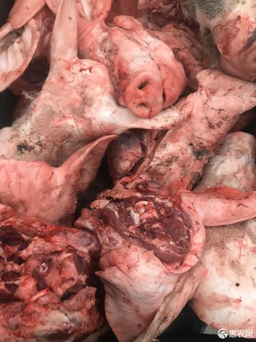 鲜冻猪头带耳带口条