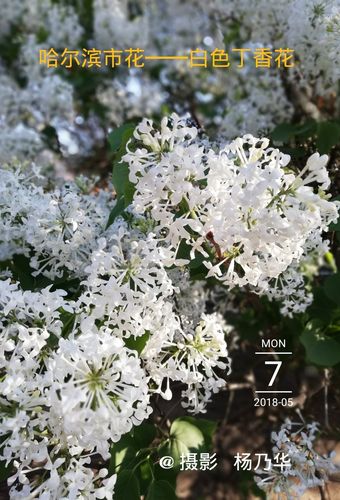 白色丁香花
