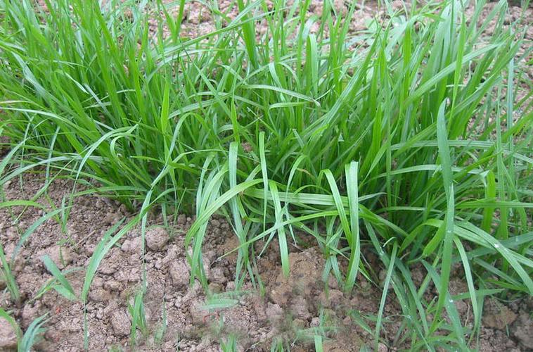 黑麦草的特点有什么作用