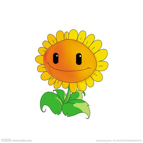 太阳花图片