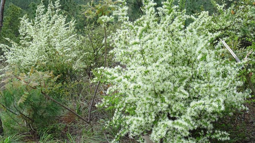 尖峰山上的白花继木