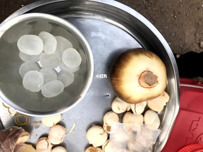 新鲜的海底椰_煲汤_美食_美食测评