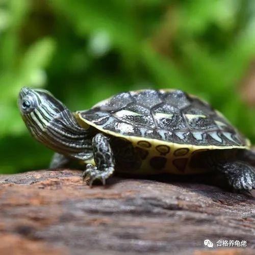 你不在家的时候,龟都在干吗?