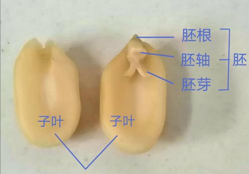 观察菜豆种子