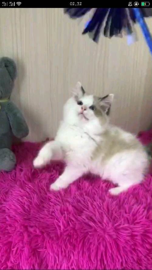 美短英短布偶暹罗加菲,自家繁育