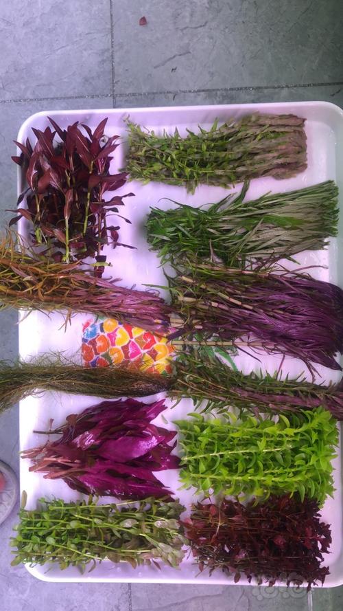 出售荷兰景水草种类不多数量有限