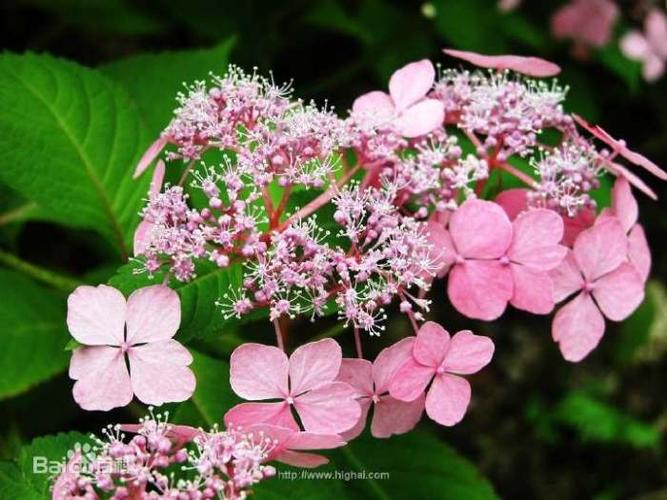 琼花viburnum macrocephalum fort. f. keteleeri (carr.) rehd.