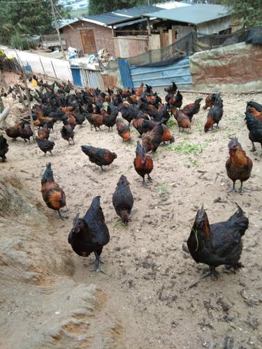 黑肉鸡土鸡批发