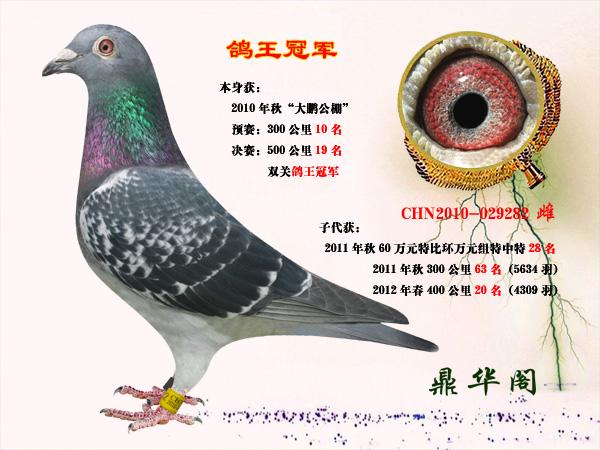 公棚鸽王冠军