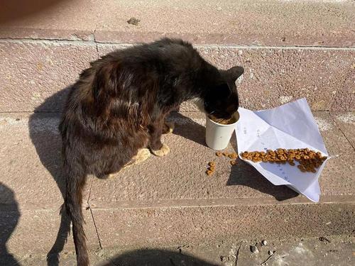 流浪猫救助|西湖区西溪路