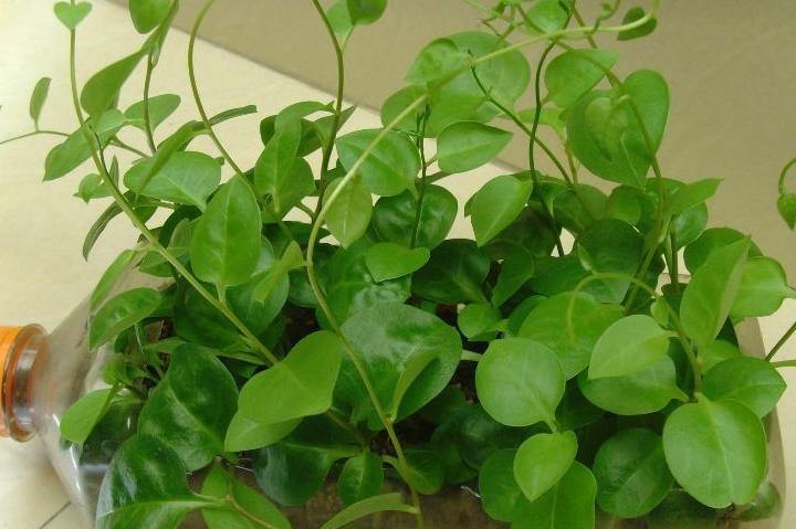 关于藤三七的药理作用主要集中在其抗氧化,降血脂,抗炎抗菌作用上,藤