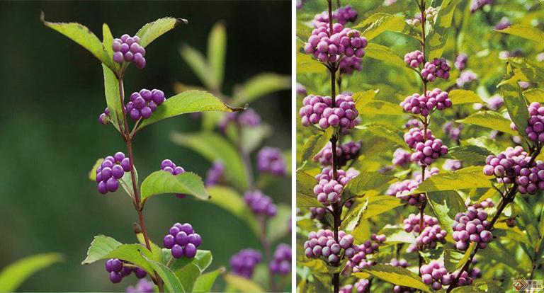 如何管理和识别美国beautyberry-裸花紫珠