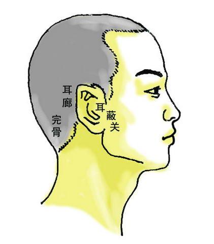 耳朵解剖图 耳朵穴位图
