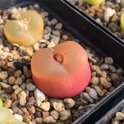 【生石花——马哈尼】超萌品种大型毛汉尼红宝石 母本3年株5#盆