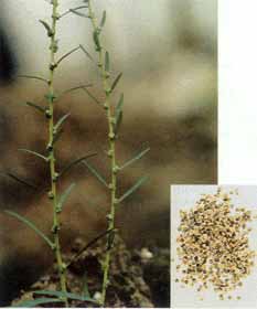 有谁能把青蒿,地肤子的原生药图片发给我吗?