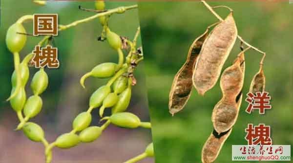 槐花的功效与作用-吃法