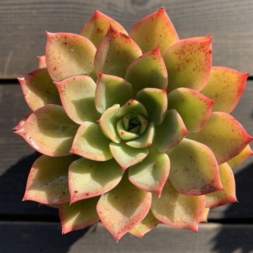 贝拉多娜 多肉植物韩货全状态一物一拍 贵货 贝拉多纳多肉满包邮