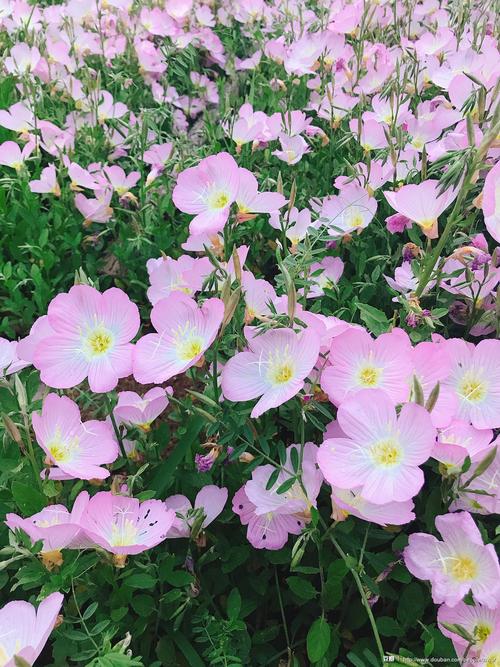 汤逊湖边的美丽月见草.