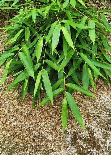 湖北宜昌:乡村山间生长的中草药植物淡竹叶