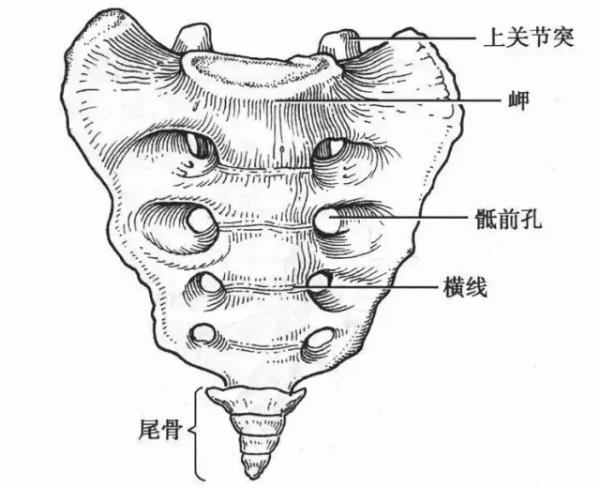尾骨受伤后有哪些康复建议比如适不适合瑜伽跑步游泳等运动