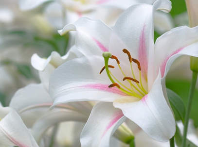 教师节送折纸百合花