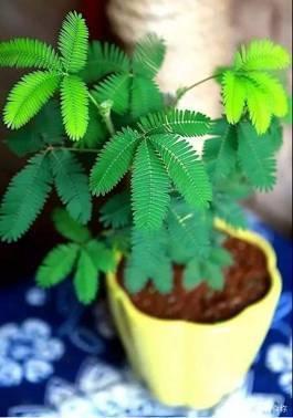 含羞草的作用以及危害?这篇文章看完,我都有些后怕!