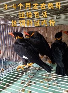 鹩哥鸟活体鸟越南了哥幼鸟黑八海南八哥八哥活体鸟说话鸟八哥王