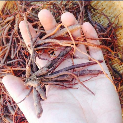 份包邮 克 80 纯野生 100 农家直销 野生新鲜小红参干片 云南哀牢山
