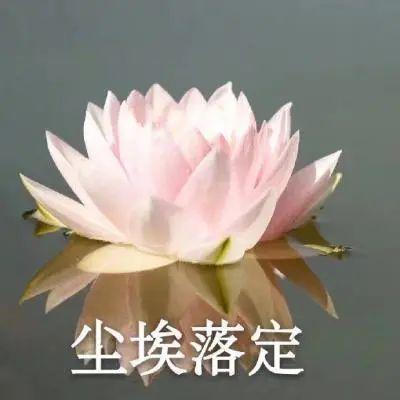 ins头像|中老年人微信头像 佛系生活莲花微信头像图片