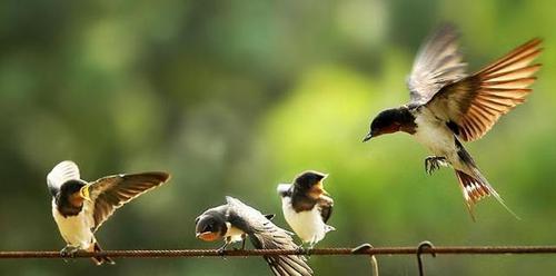 燕子飞往南方过冬,为何在春天又会飞回来?就呆在南方不好吗?