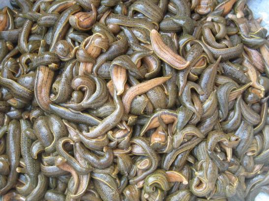 蚂蟥长什么样子