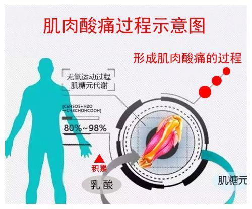 而无氧代谢又导致大量的过度产物——乳酸,在体内会形成堆积,堆积乳酸