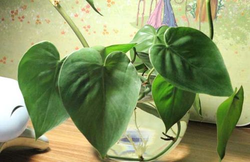 绿萝的作用有哪些?