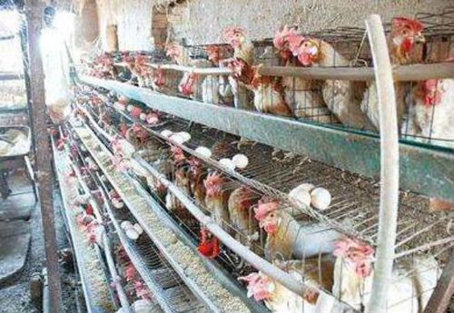 鸡螨虫病用什么药?治疗鸡螨虫的药物