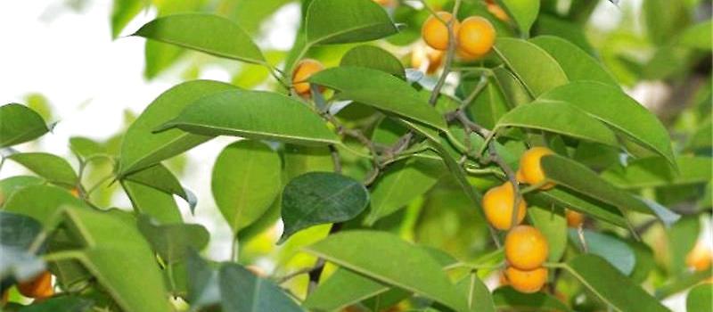 垂叶榕的功效与作用空气净化园林绿化